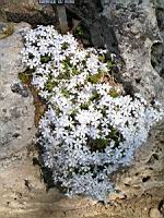 Phlox subulata subsp Nivalis (fam Polemoniacees) (Am. du nord) (1) (Photo F. Mrugala)